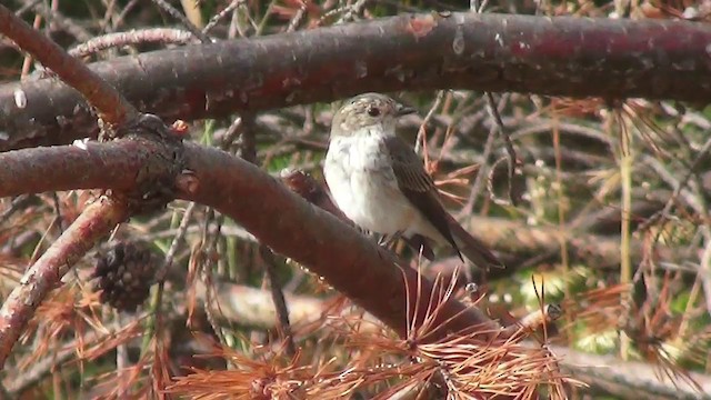 Бөртөт намнаахай - ML200873821