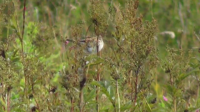 Шөвгөр зэржгэнэ - ML200873831