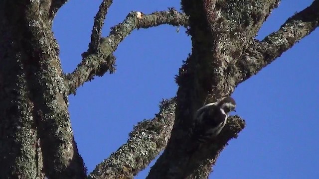 Middle Spotted Woodpecker - ML200873841