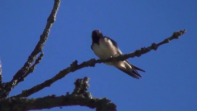 Barn Swallow - ML200873851