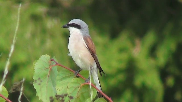 Red-backed Shrike - ML200873861