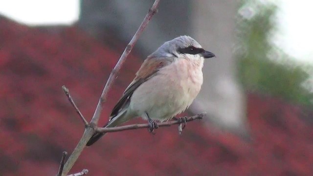 Red-backed Shrike - ML200873871