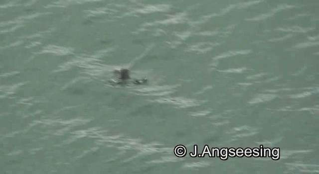 Pigeon Guillemot (columba Group) - ML200874041