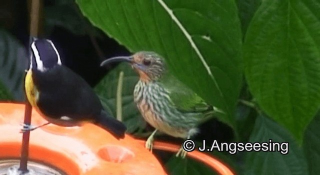 Purple Honeycreeper - ML200874051