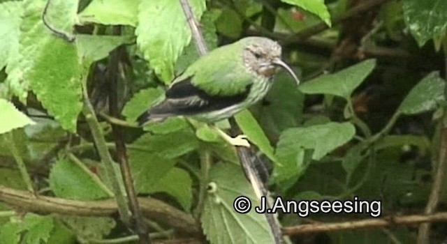 Purple Honeycreeper - ML200874061