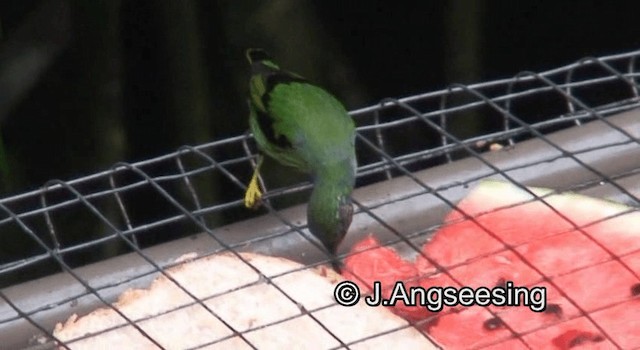 Purple Honeycreeper - ML200874071