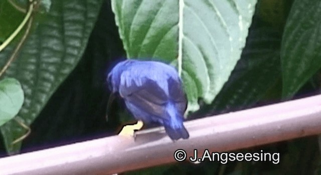 Purple Honeycreeper - ML200874081