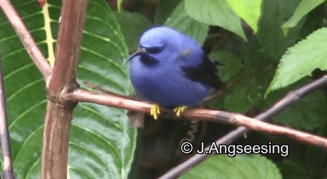 Purple Honeycreeper - ML200874091