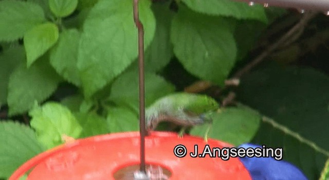 Purple Honeycreeper - ML200874101