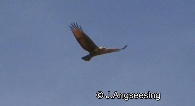 Savanna Hawk - ML200874171