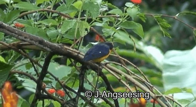 Violaceous Euphonia - ML200874231