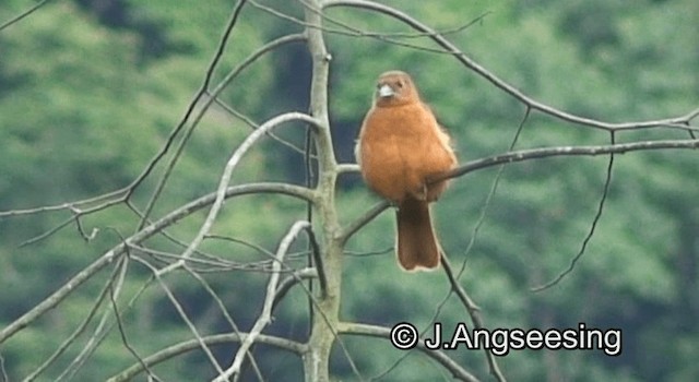 White-lined Tanager - ML200874291