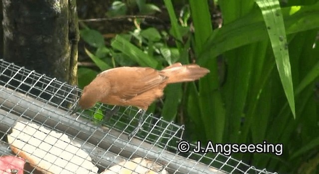 White-lined Tanager - ML200874311