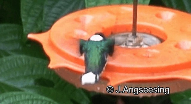 White-necked Jacobin - ML200874361