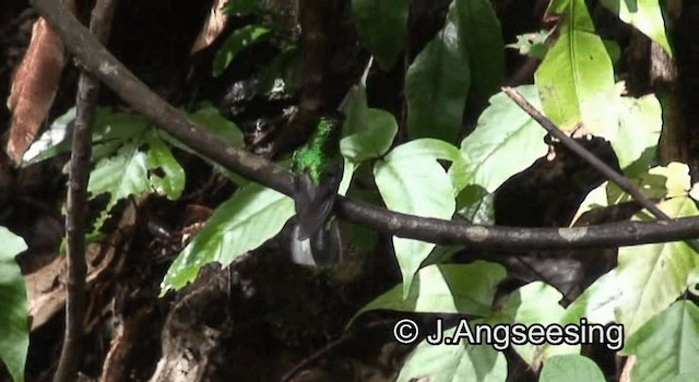 White-tailed Sabrewing - ML200874371