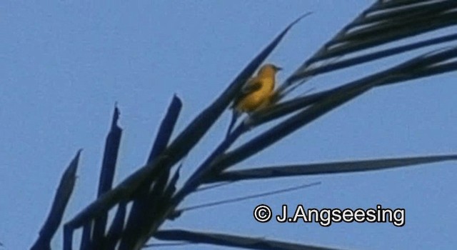 Turpial Amarillo - ML200874391