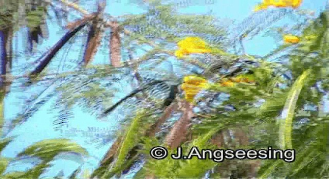 Antillean Crested Hummingbird - ML200874411