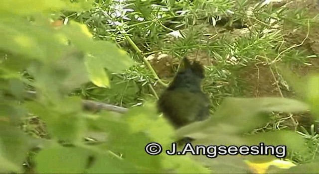 kolibřík chocholatý (ssp. exilis) - ML200874421