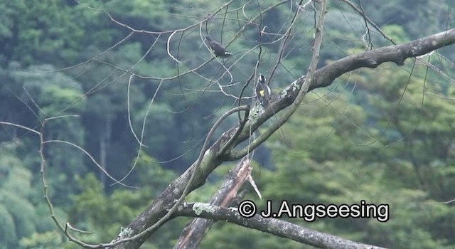 Bananaquit (Continental) - ML200874441