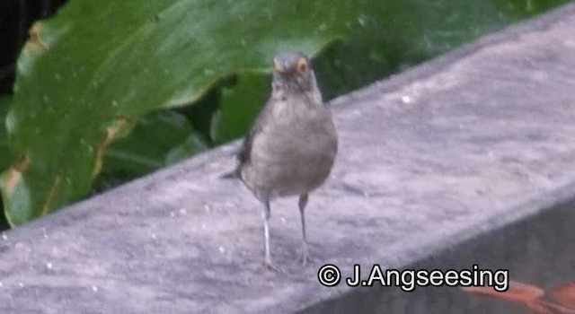 Spectacled Thrush - ML200874461