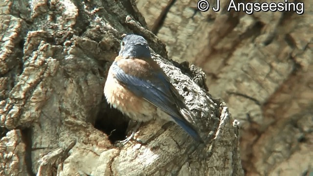 Blaukehl-Hüttensänger - ML200874501