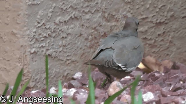 White-winged Dove - ML200874521