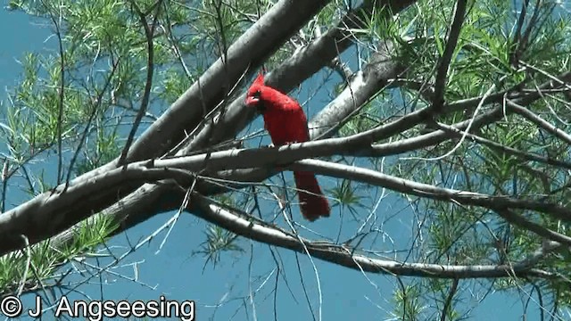 Cardinal rouge (groupe cardinalis) - ML200874531