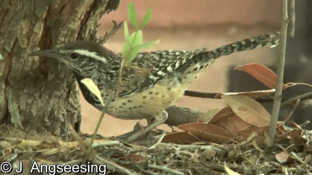 Cactus Wren (brunneicapillus Group) - ML200874541