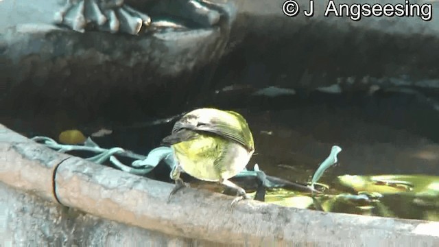 Warbling White-eye - ML200874651