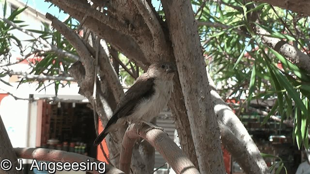 African Silverbill - ML200874691