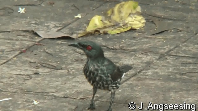 Asian Glossy Starling - ML200874721