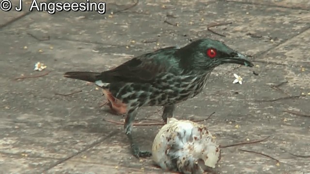 Asian Glossy Starling - ML200874731