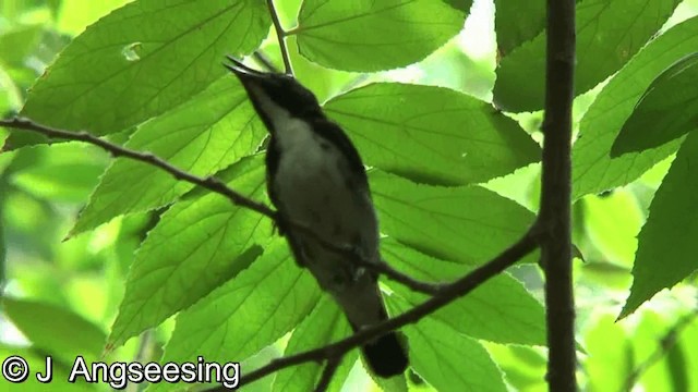 Scarlet-backed Flowerpecker - ML200874751