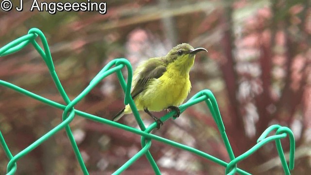 Ornate Sunbird - ML200874761