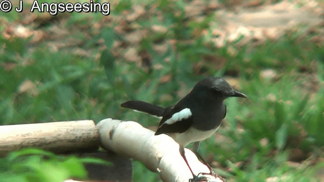 Oriental Magpie-Robin (Oriental) - ML200874781