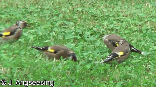 European Goldfinch (European) - ML200874821