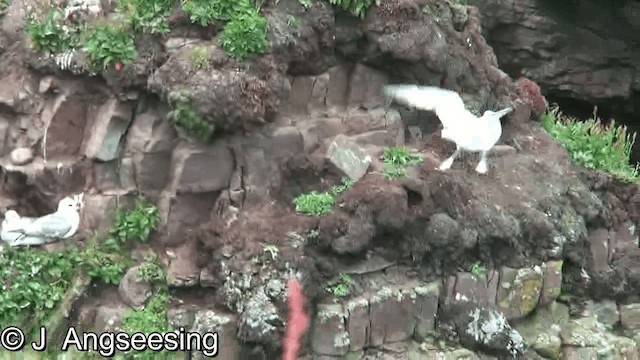 Northern Fulmar (Atlantic) - ML200874851