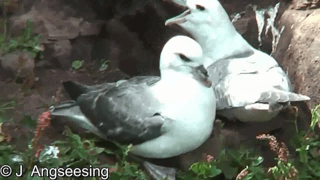 Fulmar boréal (glacialis/auduboni) - ML200874861