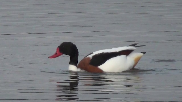 Common Shelduck - ML200875781