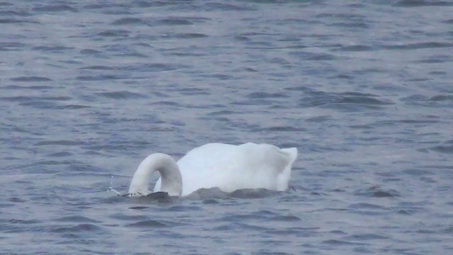 Tundra Swan (Bewick's) - ML200875791