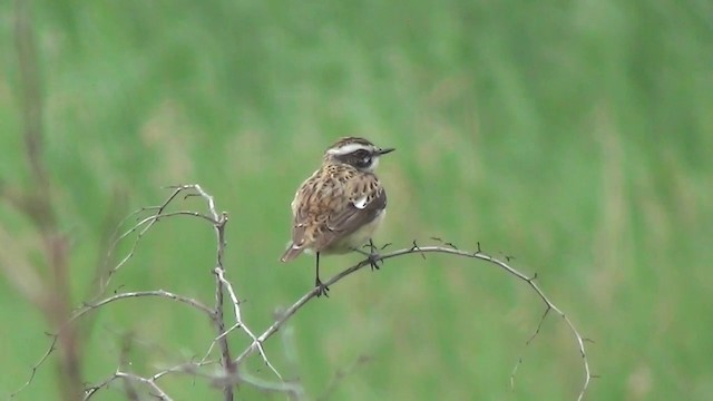 Whinchat - ML200875991