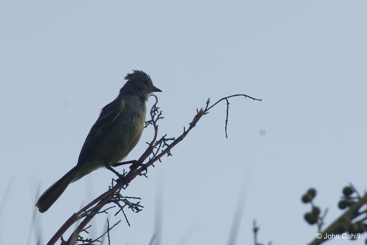 Yellow-bellied Elaenia - ML20087601