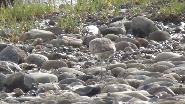 Whimbrel - ML200876041