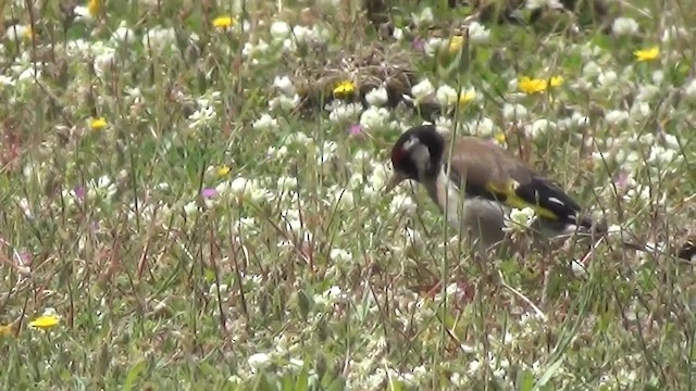 European Goldfinch (European) - ML200876091