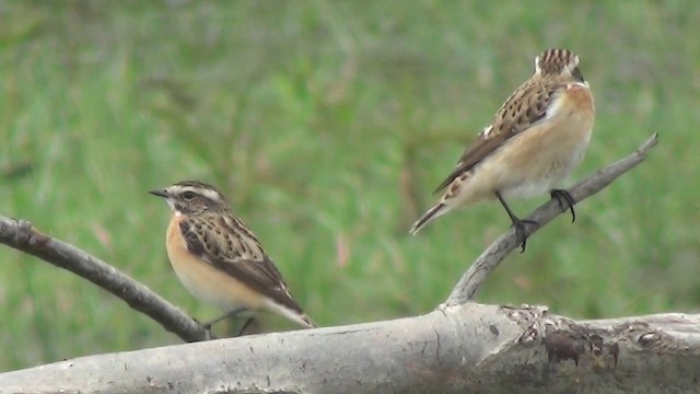 鳥類画「The Whinchat（ノビタキ）」 鳥類画「The Whinchat（ノビタキ）」（マミジロノビタキ (眉白野