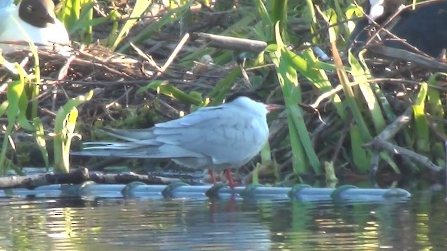 Common Tern - ML200876131