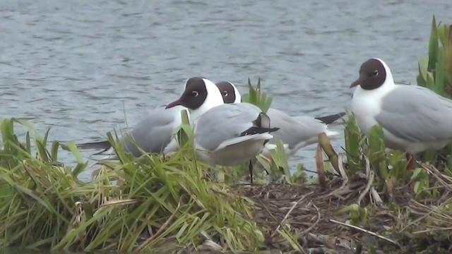 Black-headed Gull - ML200876141