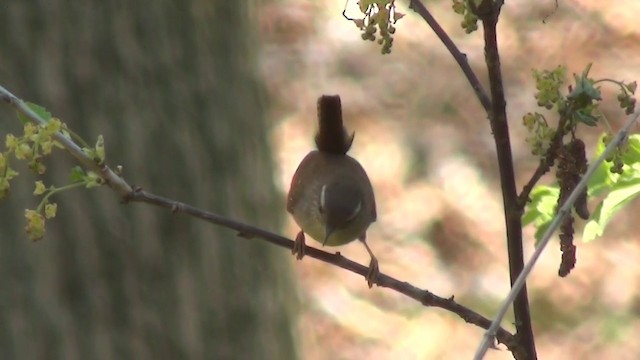 Eurasian Wren - ML200876151