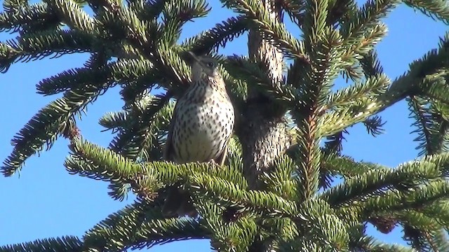 Song Thrush - ML200876171