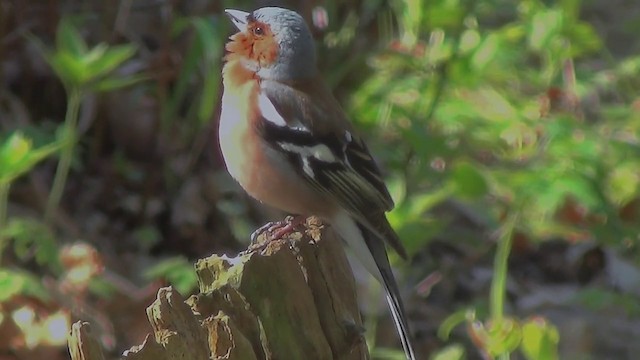 Common Chaffinch - ML200876181